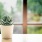 Succulent in a window